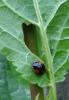 Adalia bipunctata bipunctata